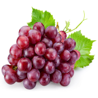 Grape Variety Red globe