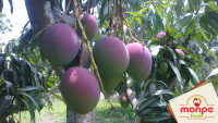 Mango Plantation Variety Kent