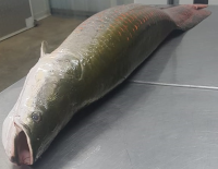 Eviscerated Fresh Whole Paiche