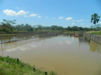 Mirrors, natural growing water, where the Paiches are raised.