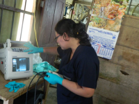 Insertion of Chips for weight control and general condition of the Paiche.