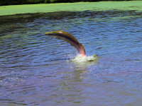 Paiche, (Arapaima Gigas)