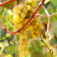 Grape Italy