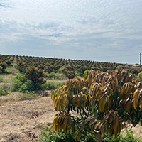 Farm Limagro