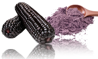 Purple Corn