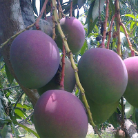 Mango Kent