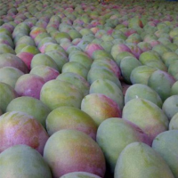 Mango Kent