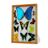 Double Glass Frame Genuine Mix 11 Butterflies