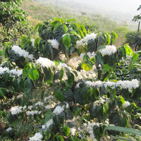 Organic Coffee Bloom