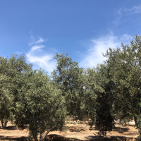 Olives Fields