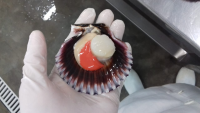 Frozen Shell With No Roe of Scallops of 1 Kg and 10 Kg