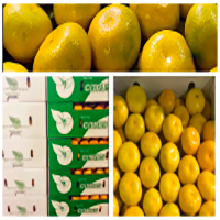 Satsuma Tangerine