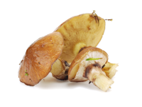 boletus luteus mushroom