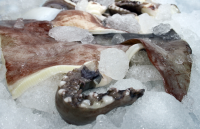 buy frozen squid