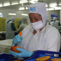 quality control (QA)