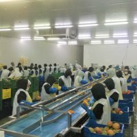 Sorting line