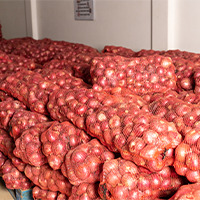 Sorted Red Onions in Meshes for Sale