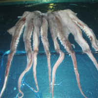 Frozen Giant Squid Tentacles