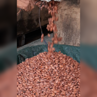  Dry Fermented Cocoa