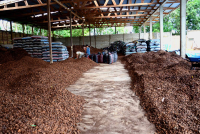 BRAZIL NUTS