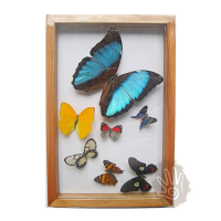 Frame Wood with Glass Butterflies Caligo - Deidama & friends