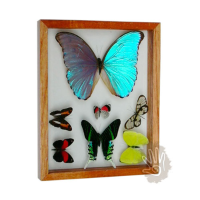 butterfly frame handmade