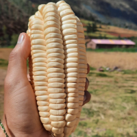 Giant corn on the cob