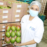 Mango Kent  4Kg to 6Kg Inkapu 