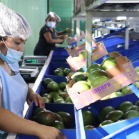 Mango Kent  4Kg to 6Kg Inkapu 