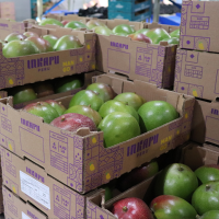 Mango Kent  4Kg to 6Kg Inkapu 