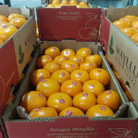 Fresh Mandarine Honey Murcott 2