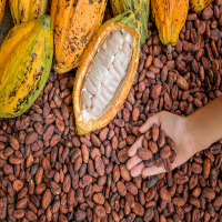 Cocoa Beans 