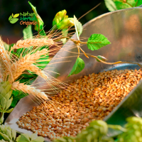 Brewer's Yeast (Saccharomyces cerevisiae)