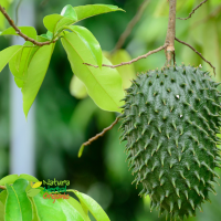 Soursop (Annona muricata) 