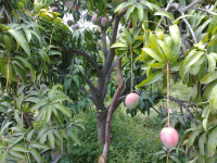 FRUIT IN THE FIELD