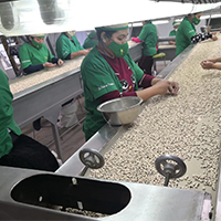 Manual Selection of Beans