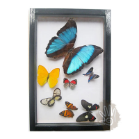 glass butterfly frame 