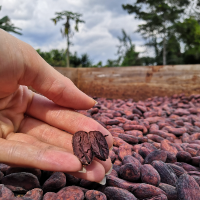 Cacao Beans