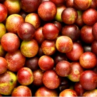 Camu Camu