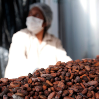 Cacao