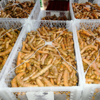 Fresh Organic Turmeric