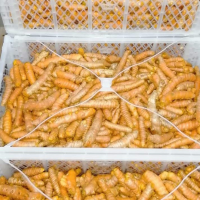 Fresh Organic Turmeric