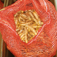 Fresh Organic Turmeric