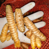 Fresh Organic Turmeric