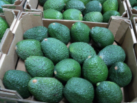 fresh avocado hass wholesale