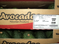supplier of fresh avocado hass