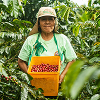 Farmer Harvesting Coffee