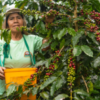 Farmer with ORO VERDE Organic Coffee