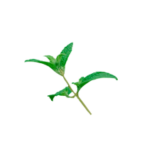 Muña Digestive Tea