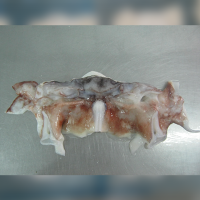 Frozen Giant Squid Necks